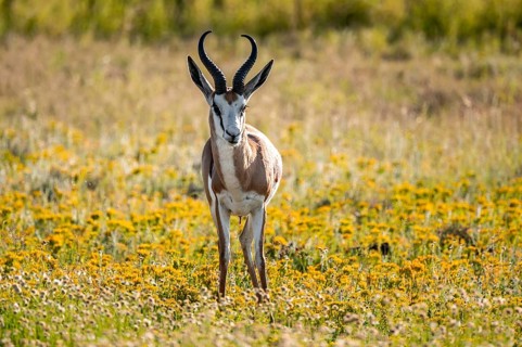 Springbok (Antidorcas marsupialis) in a flower meadow, Mountain Zebra National Park, South Africa