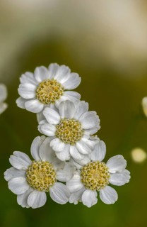 Achillea ptarmica, Bertram yarrow, yarrow, sneezewort, marsh yarrow, flora, high size, portrait