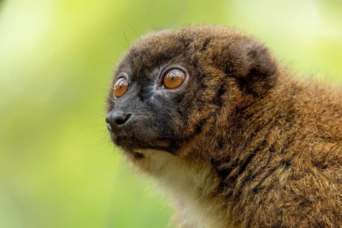 Close-up of a lemur with brown fur and large eyes in its natural habitat, red-bellied lemur