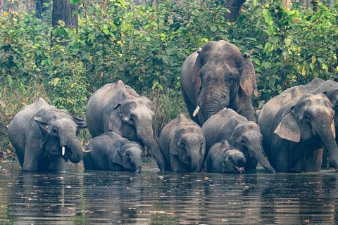 Wild elephant herd with young animals at watering hole, Asian elephant, Elephas maximus, Bardia
