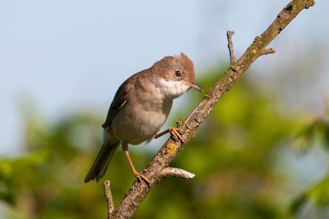Brandenburg, garden warbler, Germany, Nabu, national natural heritage, natural paradise Grünhaus,