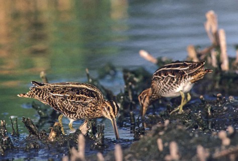 Common snipe, gallinago gallinago, snipe, birds, charadriiformes, leo, limicols, snipe birds,