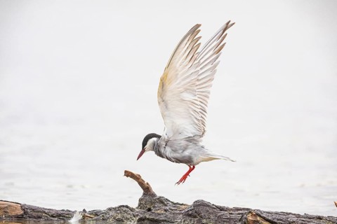 White-bearded Tern (Chlidonias hybridus) Hungary