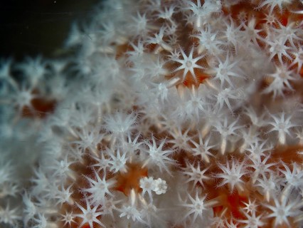 Detailed close-up of polyps from Godeffroy's soft coral (Siphonogorgia godeffroyi), Gondol Reef