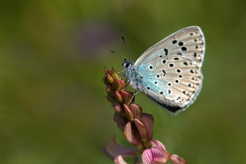 Ant blue, glaucopsyche arion, large blue, maculinea arion, phengaris arion, quendel ant blue, thyme