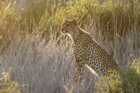 Cheetah (Acinonyx jubatus). Female in the early morning. Kalahari Desert, Kgalagadi Transfrontier