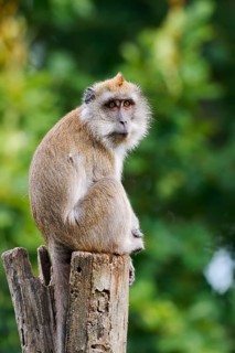 Javan macaque (Macaca fascicularis), in captivity, found in South-East Asia