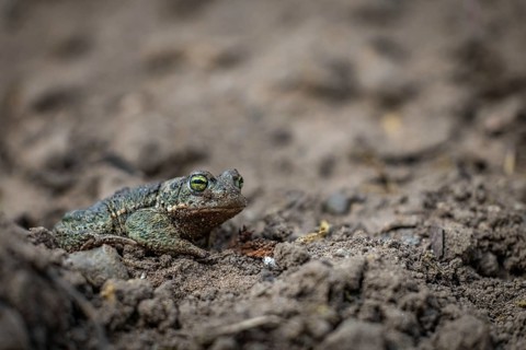 A toad sits on the dusty ground, perfectly camouflaged in its natural habitat, natterjack toad