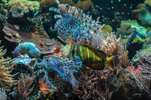 A view into an aquarium at the Tiergarten: lionfish (Pterois volitans) in the centre of the