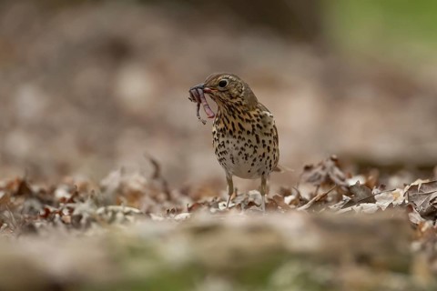 Song thrush (Turdus philomelos) adult garden bird with worms for food in its beak on a woodland