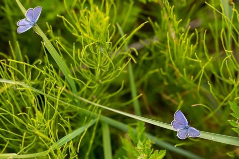 Cupid argiades, short-tailed blue, butterfly, insects, butterfly, short-tailed blue, butterflies,