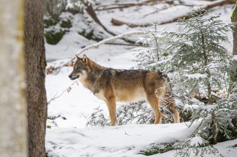 European gray wolf (Canis lupus lupus) standing in a forest in winter, snow, Bavaria, Germany