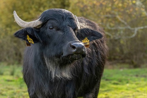 Bavaria, Bubalus Arnee, Even-töd Ungulate, Upper Palatinate, Paarhufer, Tirschenreuth, Waldnaab,