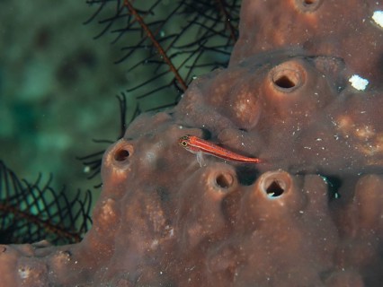 A small red fish, the striped threefin wrasse (Helcogramma striata), on a brown sea sponge, at the