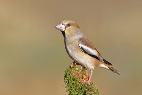 Hawfinch (Coccothraustes coccothraustes), female, perched on a moss-covered branch, North