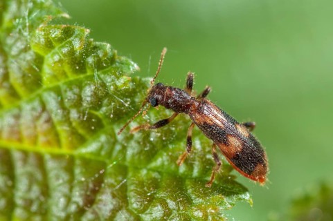 Furry checkered beetle, Opilo mollis, beautiful beetle, beetle, coleoptera, insects, beetles