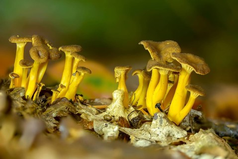 Cantharellus infundibuliformis, craterellus tubaeformis, pierced larch, funnel chanterelle,