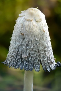 Agaricales, Coprinus comatus, Coprinus ovatus, Coprinus porcellanus, egg tinting, porcelain