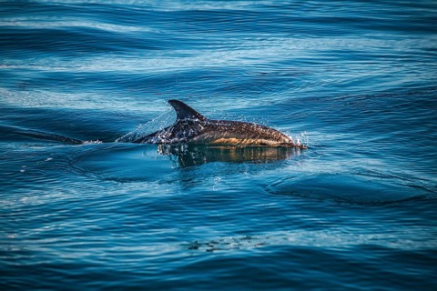 A dolphin glides through the glistening surface of the blue ocean: a short-beaked common dolphin