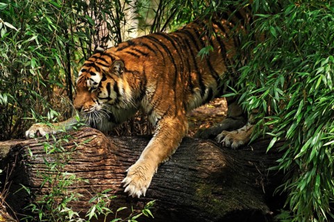 A Siberian tiger (Panthera tigris altaica), surrounded by bamboo, is sharpening its claws on a tree