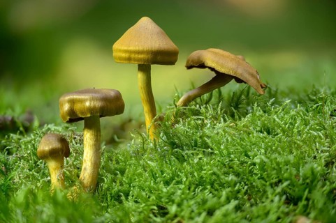 Blood-leafed skin head, blood-red skin head, Cortinarius semisanguineus, dermocybe semisanguinea,