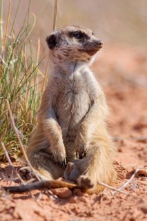 Meerkat (Suricata suricatta), adult sitting upright, face covered in sand, on the lookout, alert,