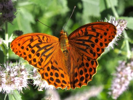 An orange butterfly with outstretched wings, the Emperor (Argynnis paphia), on a white flower in