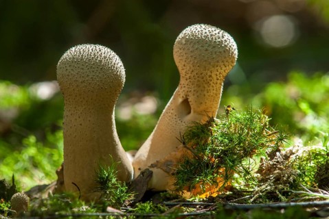Bottle bovist, bottle dust, lycoperdone perlatum, dust, common puffball, devil's snuff box, fungi,