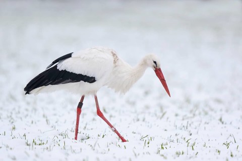 White Stork (Ciconia ciconia) foraging in snow, North Rhine-Westphalia, Germany