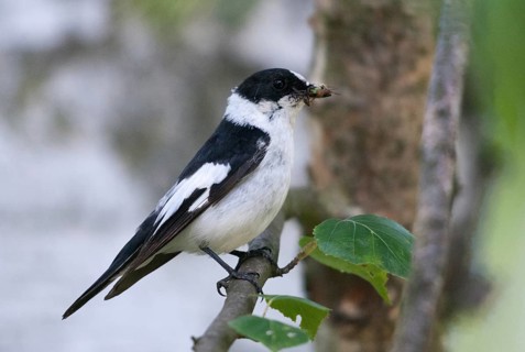 Collared flycatcher, ficedula albicollis, collared snapper, birds, passeri, songbirds, birds