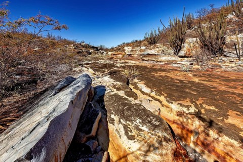 Rocky desert landscape with cacti, dry bushes under clear skies, the thornshrub savanna in the