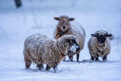 Winter weather, blowing snow, sheep on a snowy pasture, looking for food, thick fur, Elfringhauser