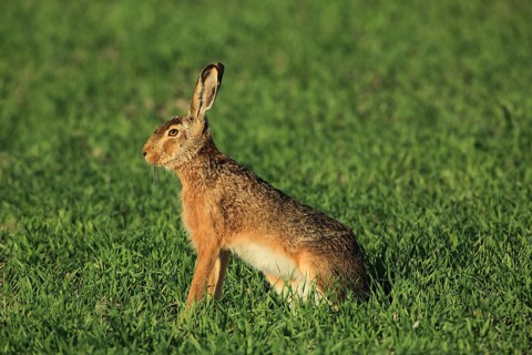Portrait of a hare sitting alertly in thick grass, a European hare (Lepus europaeus) sitting in a