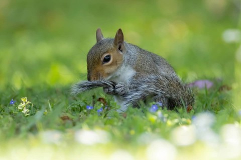 Grey squirrel (Sciurus carolinensis) adult animal washing its tail on a garden grass lawn, England,