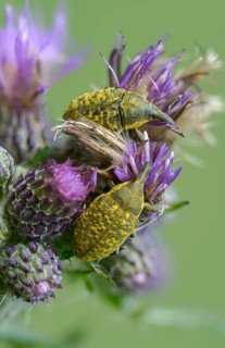 Thistle weevil, larinus cf sturnus, larinus sturnus, weevil, beetle, coleoptera, high size,