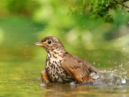Song thrush (Turdus philomelos) bathing in shallow water with water droplets, Solms, Hesse, Germany