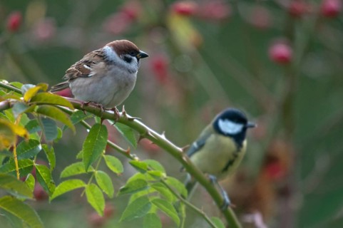 Tree Sparrow, Great Tit, Dog Rose, Great Tit, Parus Major, Passer Montanus, Rosa Canina, Rosaceae,