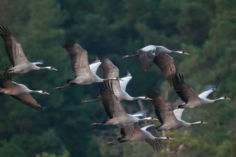 2010, Brandenburg, Crane, Germany, Grus Grus, Crane, Nabu, national natural heritage, natural