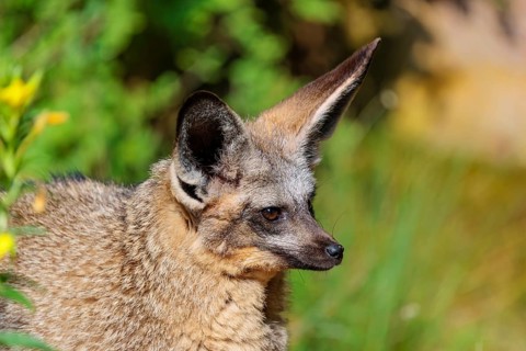 Portrait of a Bat-eared fox (Otocyon megalotis) on a sunny day. Sudan, Ethiopia, Somalia, Uganda,