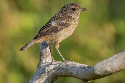 A young stonechat (Saxicola rubicola), European stonechat. The sun is shining and there is grass