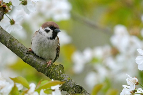 Tree Sparrow, Passer Montanus, Sparrow, Birds, Spring, Garden, Meadow Orchard, Passeri, Songbirds,