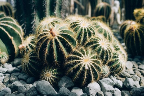 Notocactus magnificus (Parodia magnifica), also known as the balloon cactus, Überlingen on Lake