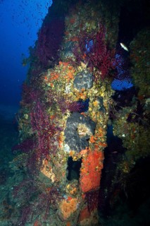 A colourfully encrusted rudder from an underwater wreck, covered in lush coral and violescent