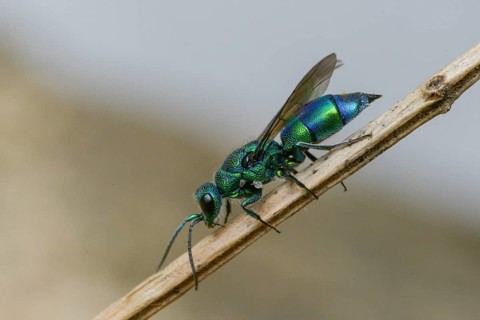Blue golden wasp, cyan jewel wasp, golden wasp, hymenoptera, trichrysis cyanea, insects, insects