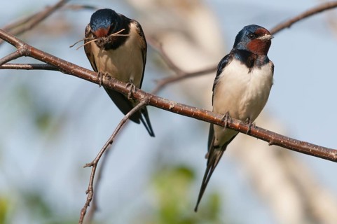Hirundo rustica, house martin, swallow, birds, nest building, passeri, swallows, songbirds,