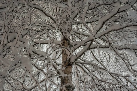 Snowy birch, Gällivare, Norrbotten, Lapland, Sweden, December 2023