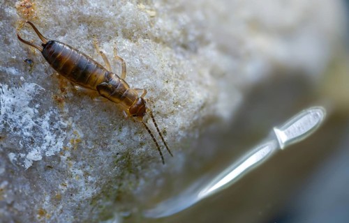 Dermaptera, earwigs, European earwig, forficula auricularia, common earwig, earworm, insects,