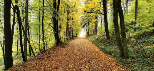 Foliage trail in sunny forest, beech trees in autumn colors, hiking in autumn, Geroldsgrüner Forst,