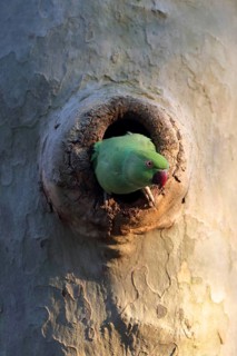 A curious parrot peeks out of a tree hollow and surveys its surroundings: a ring-necked parakeet