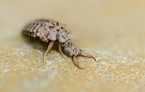 Ant maids, ant lion, Euroleon nostras, spotted winged ant maid, Myrmeleontidae, Neuroptera, Suffolk